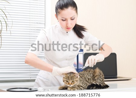 Vet makes an injection of kitten scottish straight