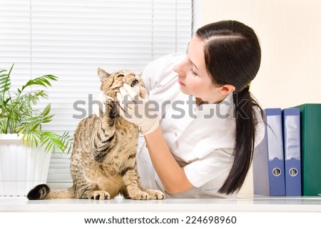 Similar – Image, Stock Photo Veterinarian checking teeth of dog