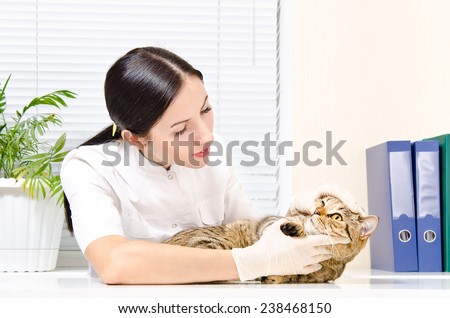 Vet inspects teeth cat breed Scottish Straight