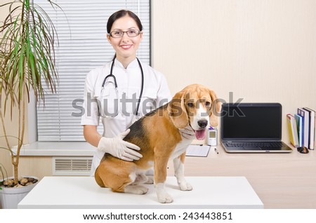Beagle dog at a reception at the vet