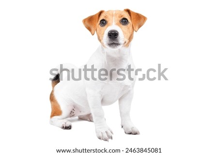 Similar – Image, Stock Photo portrait of cute jack russell dog relaxing at home wearing a beautiful wreath of almond tree flowers. springtime concept