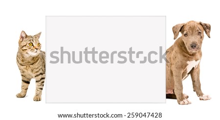 Scottish Straight cat and puppy pit bull behind a banner isolated on white background