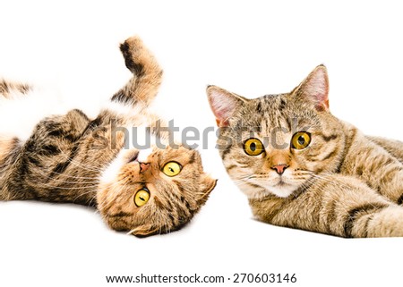 Portrait of two cats Scottish Fold and Scottish Straight lying together close-up isolated on white background