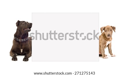 Dog and puppy pit bull peeking from behind poster isolated on white background