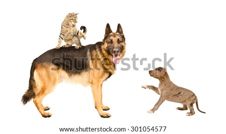Cat, German shepherd and pit bull puppy playing together, isolated on white background