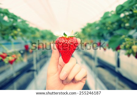 Fresh strawberries that are grown in greenhouses