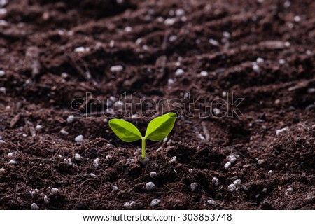 Green sprout growing from seed in organic soil