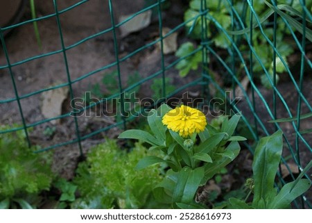 Similar – Image, Stock Photo Bright yellow calendula in front of bright blue