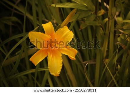 Similar – Image, Stock Photo Yellow flowers of Daylily also known as Hemerocallis sp.