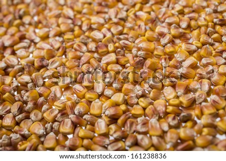 corn seeds,corn