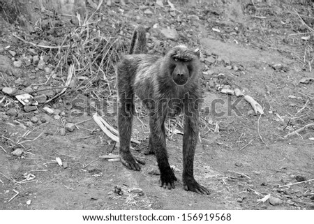 UGANDA, AFRICA - CIRCA JANUARY 2009:  A wild baboon walks road side circa January 2009 in Uganda, Africa.