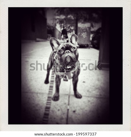 Instagram filtered image of a cute reverse brindle French Bulldog puppy outside in New York City. Black and white image.