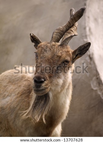Portrait of gray mountain goat in zoo