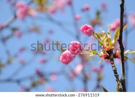 Pink japan cherry blossom, blue sky in background
