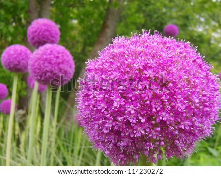 Purple pompom flowers