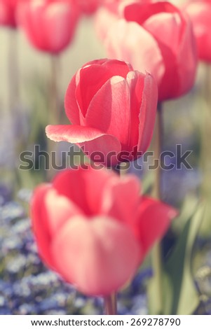Red tulips.  Red tulips and blue flowers in the garden.Soft  and blur style for background.  Done with vintage retro filter. A photo with very shallow depth of field