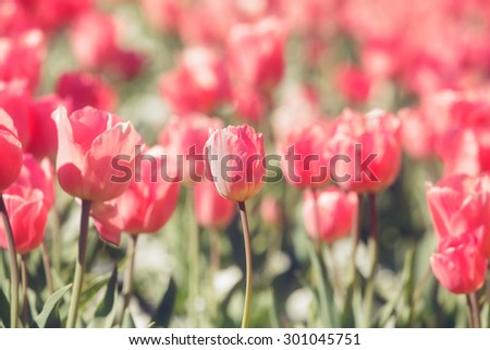 Red tulips. Close up of red tulip over blurred background. Soft and blur style for background. Done with vintage retro filter. A photo with very shallow depth of field