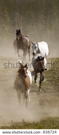 Vertical Line of Horses and Dust