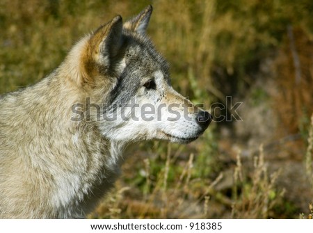 Timber Wolf Looks to the Right