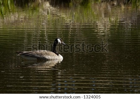Canada Goose (Branta canadensis) on Ripples