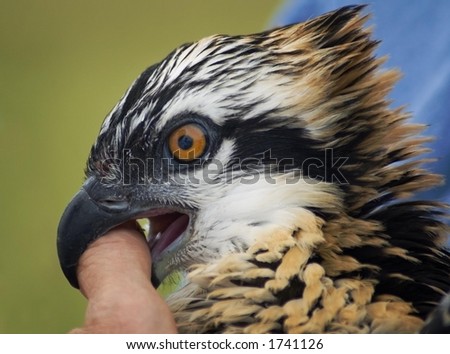Bite the Thumb that Helps Osprey (Pandion haliaetus)