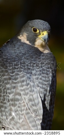 Peregrine Falcon (Falco peregrinus) looks over back - dark background