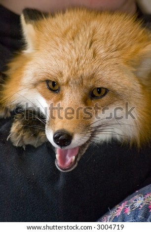 Red Fox (Vulpes vulpes) sits on girl\'s lap and looks directly at viewer - captive animal