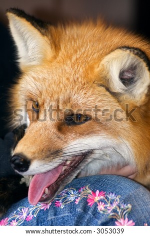 Red Fox (Vulpes vulpes) sits on girl\'s lap - profile - captive animal
