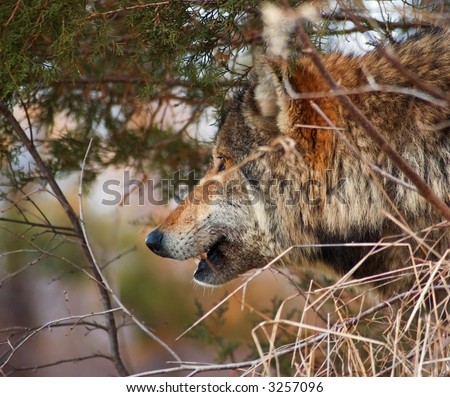 Timber Wolf (Canis Lupus) looks out from hiding place in brush - captive animal