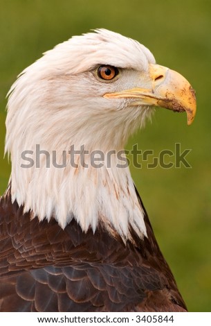American Bald Eagle (Haliaeetus leucocephalus) Profile looking right- captive bird