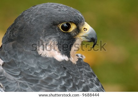 Peregrine Falcon (falco peregrinus) - captive bird