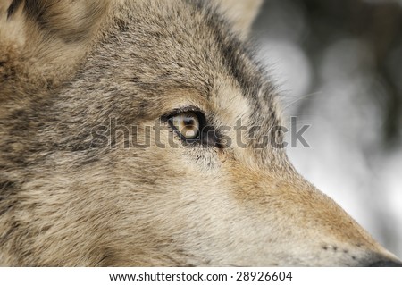 Timber Wolf (Canis lupus) Eye - captive animal - close up of Timber Wolf eye/head