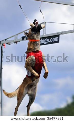 STILLWATER, MN - JULY 26: Power Puma the dog competes in the Extreme Vertical jump portion of the Iron Dog competition at the 2009 Dogs & Logs World Championships, July 26, 2009 in Stillwater, MN.