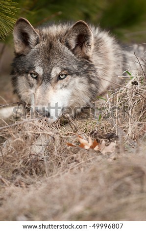 Timber Wolf (Canis Lupus) Looks from Behind Grasses - captive animal - copy space to bottom right