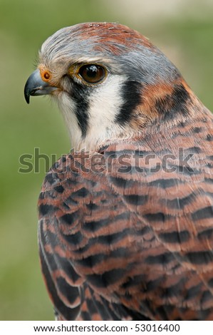 American Kestral (Falco sparverius) - captive bird