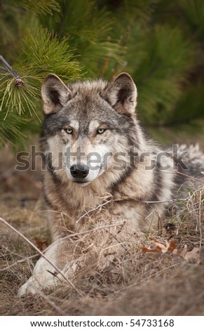 Timber Wolf (Canis lupus) Relaxes Under Pine - captive animal