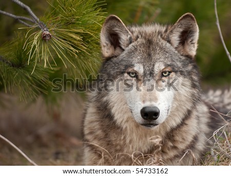Intense Timber Wolf (Canis lupus) Sits Under Pine - captive animal