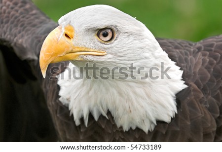 Outstretched Wings American Bald Eagle (Haliaeetus leucocephalus) - captive bird