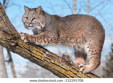 Bobcat (Lynx rufus) in Tree Clawing Branch - captive animal
