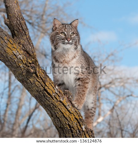 Bobcat (Lynx rufus) Stands on Branch Looking Right - captive animal