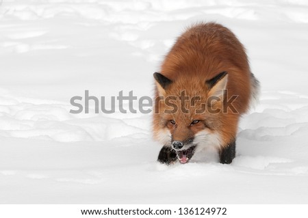 Red Fox (Vulpes vulpes) Open Mouth - captive animal