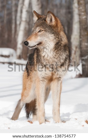 Grey Wolf (Canis lupus) Stands in Treeline Looking Left - captive animal