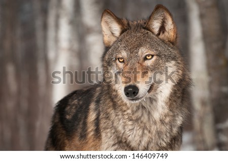 Grey Wolf (Canis lupus) Looks Left - captive animal