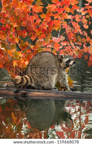 Raccoon (Procyon lotor) Open Mouth on Log in Water- captive animal