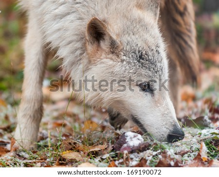 Blonde Wolf (Canis lupus) Sniffs Right Closeup - captive animal
