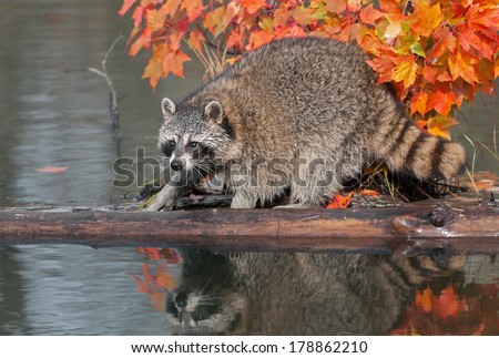 Raccoon (Procyon lotor) Crouches on Log - captive animal