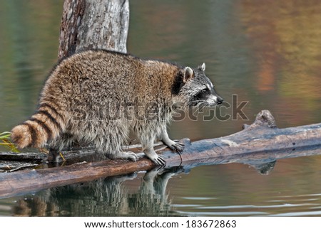 Raccoon (Procyon lotor) on Log in Pond Looks Right - captive animal