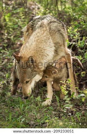 Grey Wolf (Canis lupus) and Pup - captive animal