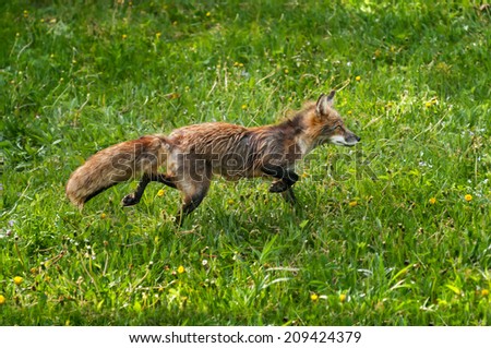 Red Fox (Vulpes vulpes) Runs Through Dewy Grass - captive animal (molting winter coat)