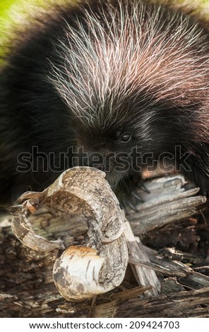 Baby Porcupine (Erethizon dorsatum) Behind Birch Curl - captive animal